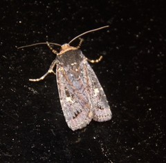 Proteuxoa cinereicollis