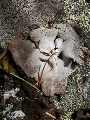 Umbilicaria crustulosa