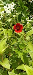 Potentilla atrosanguinea