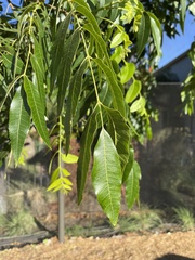 Carya illinoinensis