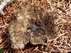 Umbilicaria crustulosa