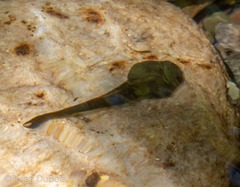 Ascaphus montanus