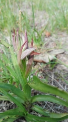Serapias parviflora