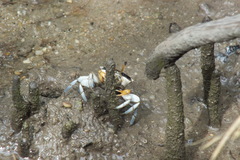Tubuca coarctata