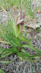 Serapias parviflora