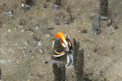Tubuca coarctata