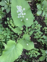 Calycomyza flavinotum