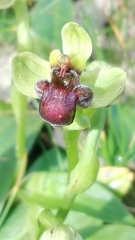 Ophrys bombyliflora
