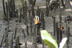 Tubuca coarctata