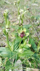 Ophrys bombyliflora