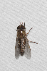Hybomitra frontalis