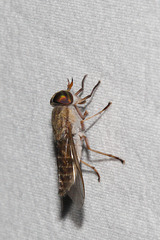 Hybomitra frontalis