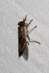 Hybomitra frontalis