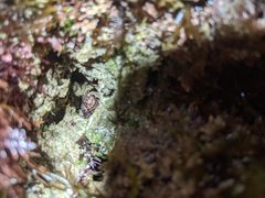 Paraxanthias taylori