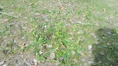 Ophrys bombyliflora