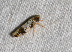 Scaphoideus obtusus