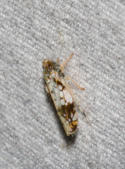 Scaphoideus obtusus
