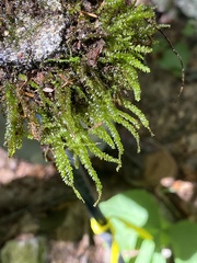 Hygrohypnum luridum