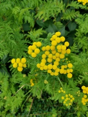 Tanacetum vulgare