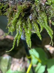 Hygrohypnum luridum