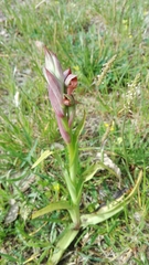 Serapias parviflora