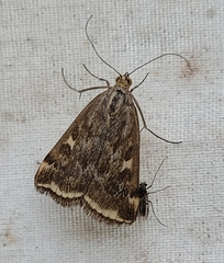 Loxostege munroealis