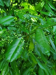 Euonymus hederaceus