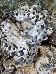 Umbilicaria crustulosa