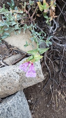 Penstemon azureus azureus