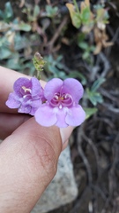 Penstemon azureus azureus