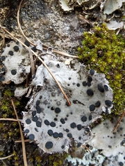 Umbilicaria crustulosa