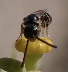 Nomioides