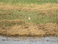 Calidris bairdii