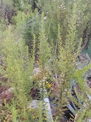 Dittrichia viscosa