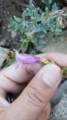 Penstemon azureus azureus