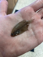 Citharichthys spilopterus