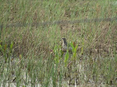 Calidris bairdii