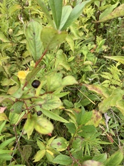 Rhamnus alnifolia