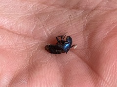 Platydracus rutilicauda