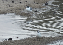 Leucophaeus pipixcan