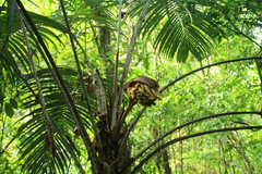 Astrocaryum mexicanum