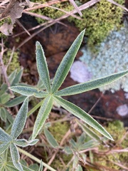 Lupinus multiflorus