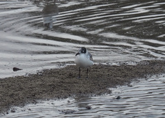 Leucophaeus pipixcan