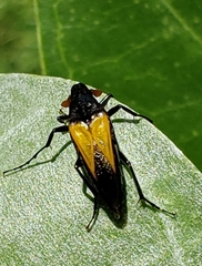 Macrosiagon flavipennis