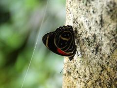 Callicore texa titania