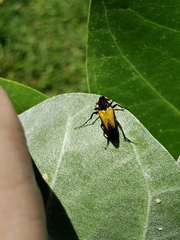 Macrosiagon flavipennis