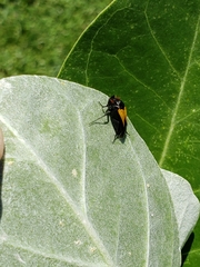 Macrosiagon flavipennis