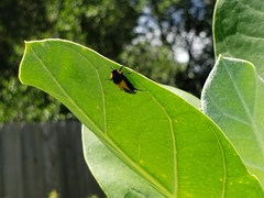 Macrosiagon flavipennis