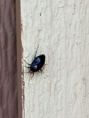 Deraeocoris sayi