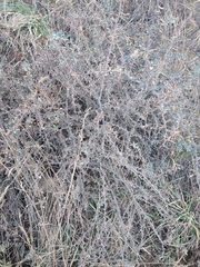 Berberis microphylla